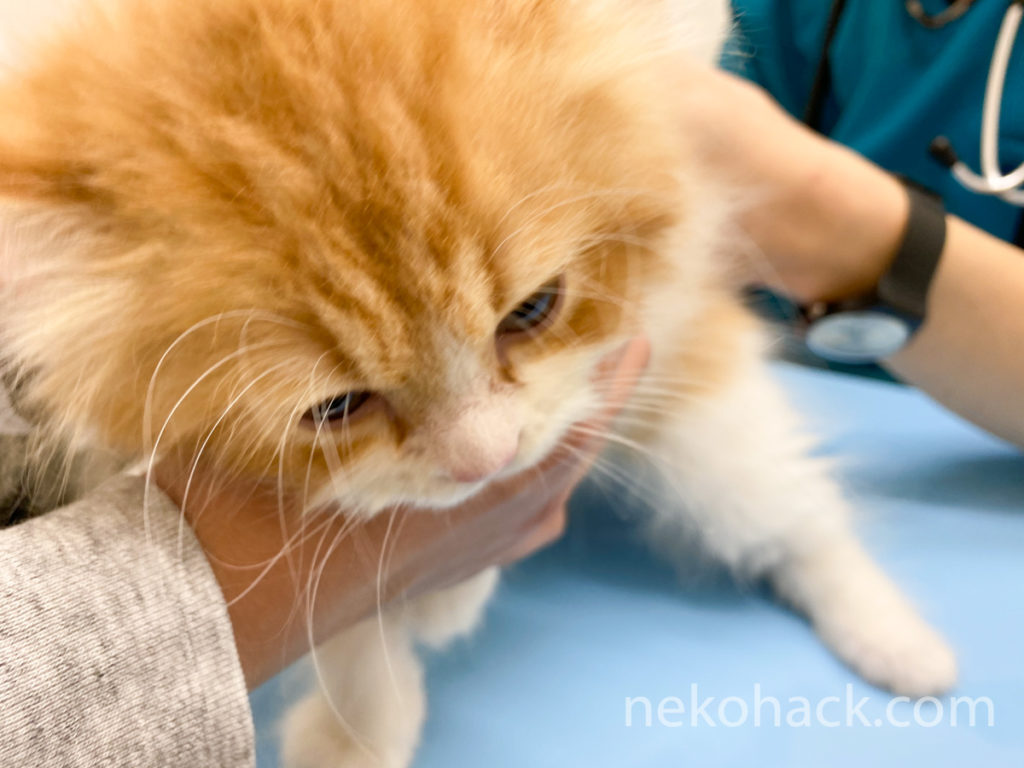 子猫の『きなこ』が初めて猫のワクチン接種を受けて来ました！