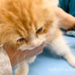 子猫の『きなこ』が初めて猫のワクチン接種を受けて来ました！