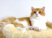 ウチの子猫「きなこ」が初めてケガをして動物病院へ行ってきた話
