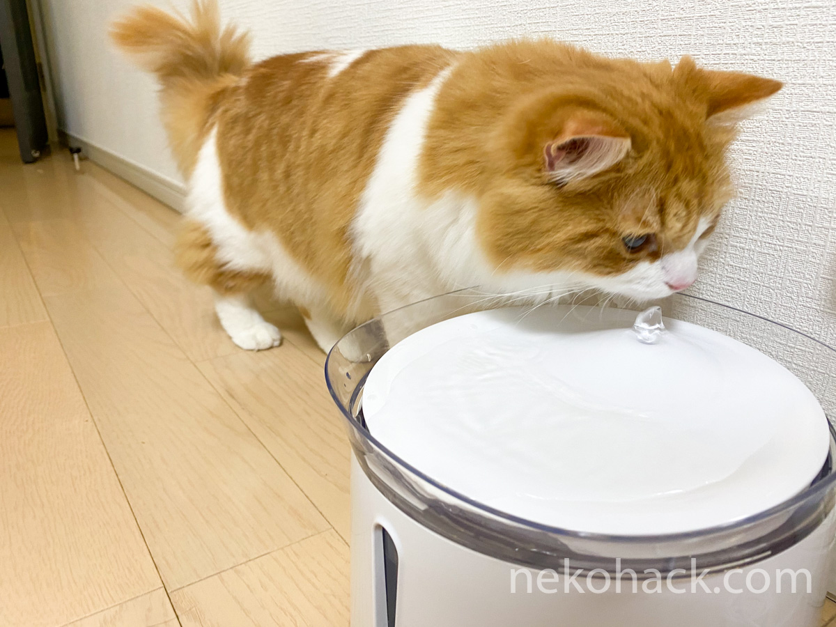 【口コミ評判】猫用の自動給水器『アクアメビウス』を数ヶ月使った本音のレビュー！