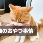 きなこの頑固な猫おやつ事情。みなさんの猫ちゃんはどんなおやつが好みですか？
