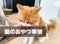 きなこの頑固な猫おやつ事情。みなさんの猫ちゃんはどんなおやつが好みですか？