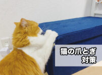 子猫から成猫まで育てて分かった！賃貸マンションでの『猫の爪とぎ対策』がこちら！