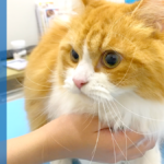 【2年目】猫のワクチン接種！成猫になった注射の時期・費用・受ける？受けない？について