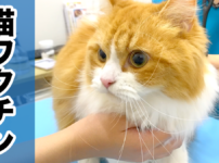 【2年目】猫のワクチン接種！成猫になった注射の時期・費用・受ける？受けない？について